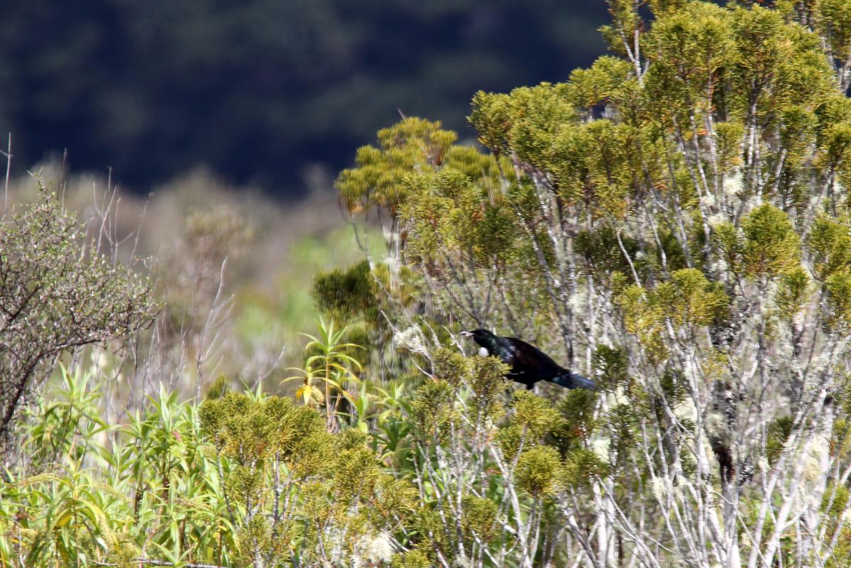 Tui (Prosthemadera novaeseelandiae), Te Anau Milford Highway, Te Anau Downs, Southland, New Zealand, 2014-03-04 Tui (Prosthemadera novaeseelandiae)
